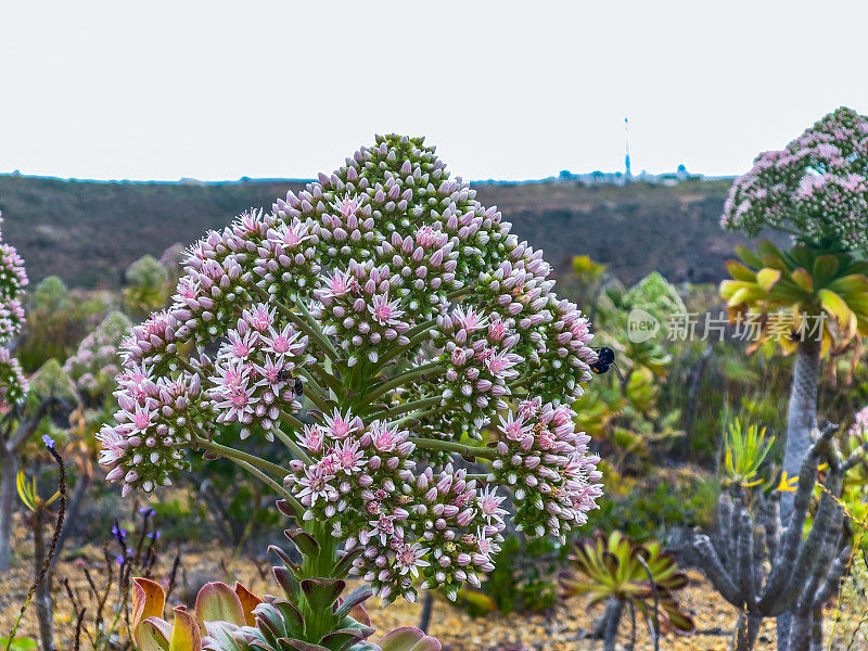 波Aeonium undulatum(加纳利ense)